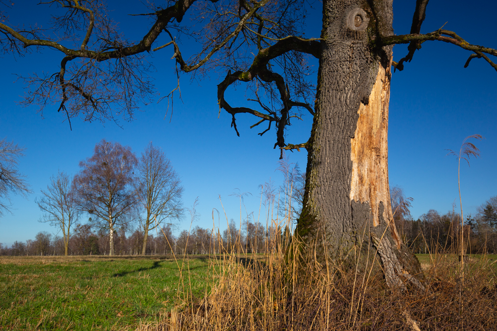Lauteracherried im Jänner 5